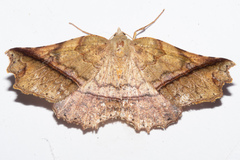 Ischalis gallaria
