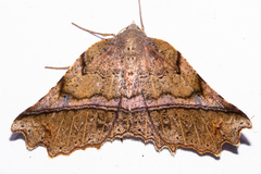 Ischalis gallaria