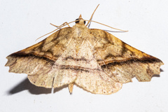 Ischalis gallaria
