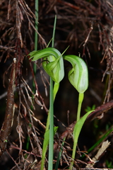 Pterostylis monticola