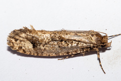 Lysiphragma epixyla