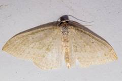 Poecilasthena pulchraria