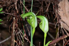 Pterostylis monticola