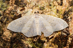 Poecilasthena pulchraria