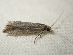 Bactra lancealana