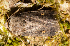 Proteuxoa tetronycha