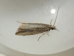 Bactra lancealana