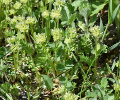 Valerianella turgida