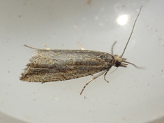 Bactra lancealana