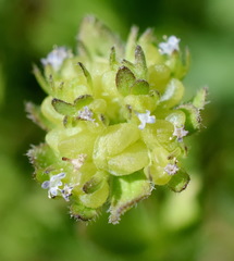 Valerianella turgida
