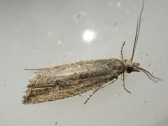 Bactra lancealana