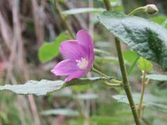 Howittia trilocularis