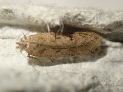 Bryotropha