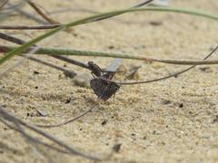 Anabarhynchus maritimus