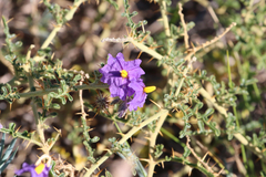 Solanum diversiflorum