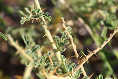 Solanum diversiflorum