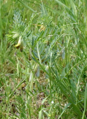 Vicia anatolica