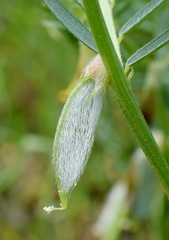 Vicia anatolica