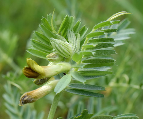 Vicia subgen. Cracca