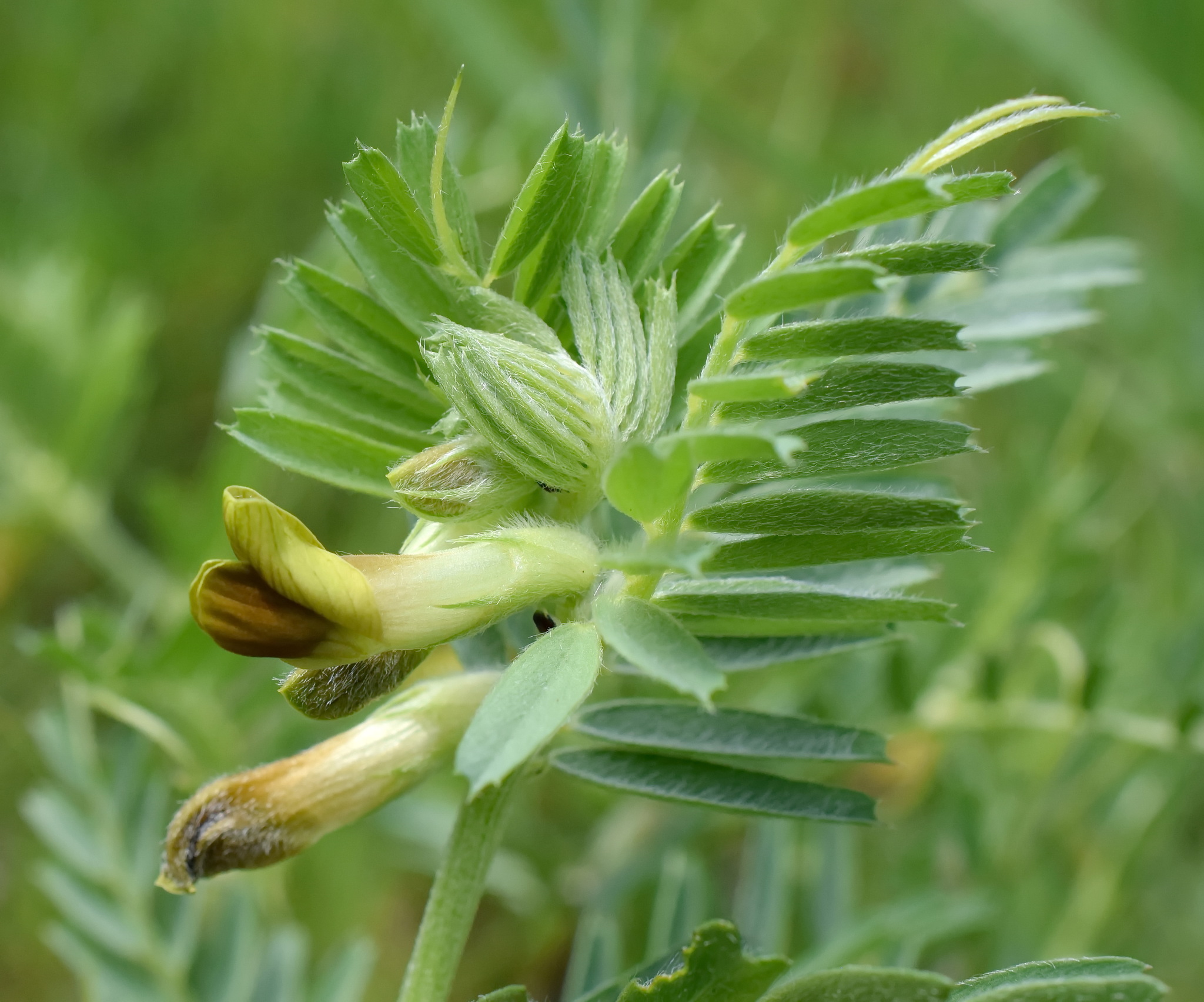 Vicia anatolica