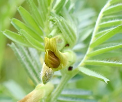 Vicia anatolica
