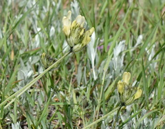 Astragalus glaucus