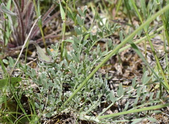 Astragalus glaucus