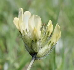 Astragalus glaucus