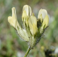 Astragalus glaucus