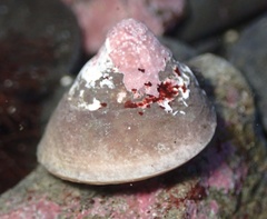 Tegula montereyi