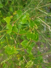 Muehlenbeckia adpressa