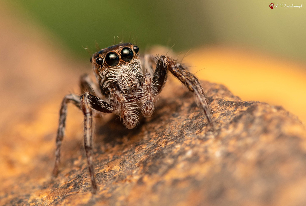 Tusitala barbata