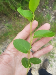 Muehlenbeckia adpressa