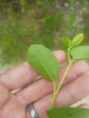 Muehlenbeckia adpressa