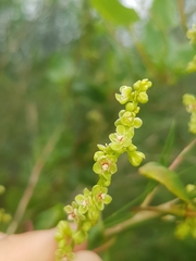 Muehlenbeckia adpressa