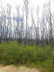Melaleuca armillaris armillaris