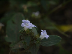 Strobilanthes ixiocephala