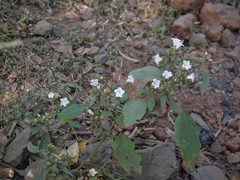 Strobilanthes ixiocephala