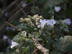 Strobilanthes ixiocephala