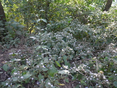 Strobilanthes ixiocephala
