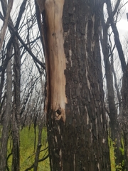 Melaleuca armillaris armillaris