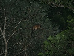 Trichosurus johnstonii