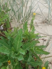 Sonchus megalocarpus