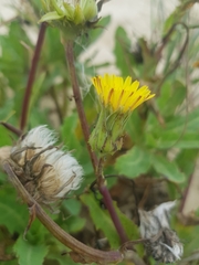 Sonchus megalocarpus