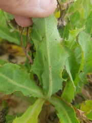Sonchus megalocarpus