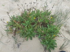 Sonchus megalocarpus