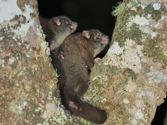 Hemibelideus lemuroides