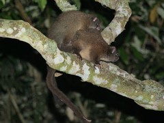 Hemibelideus lemuroides