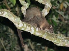 Hemibelideus lemuroides