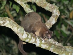 Hemibelideus lemuroides